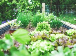 Aprende a cuidar de tu jardín